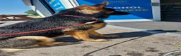 Mixed Breed dogs for sale: 15 week Shepkita for sale - Advert 1