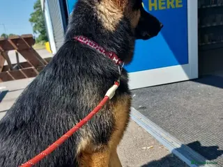 Mixed Breed dogs 15 week Shepkita for sale - Advert 13