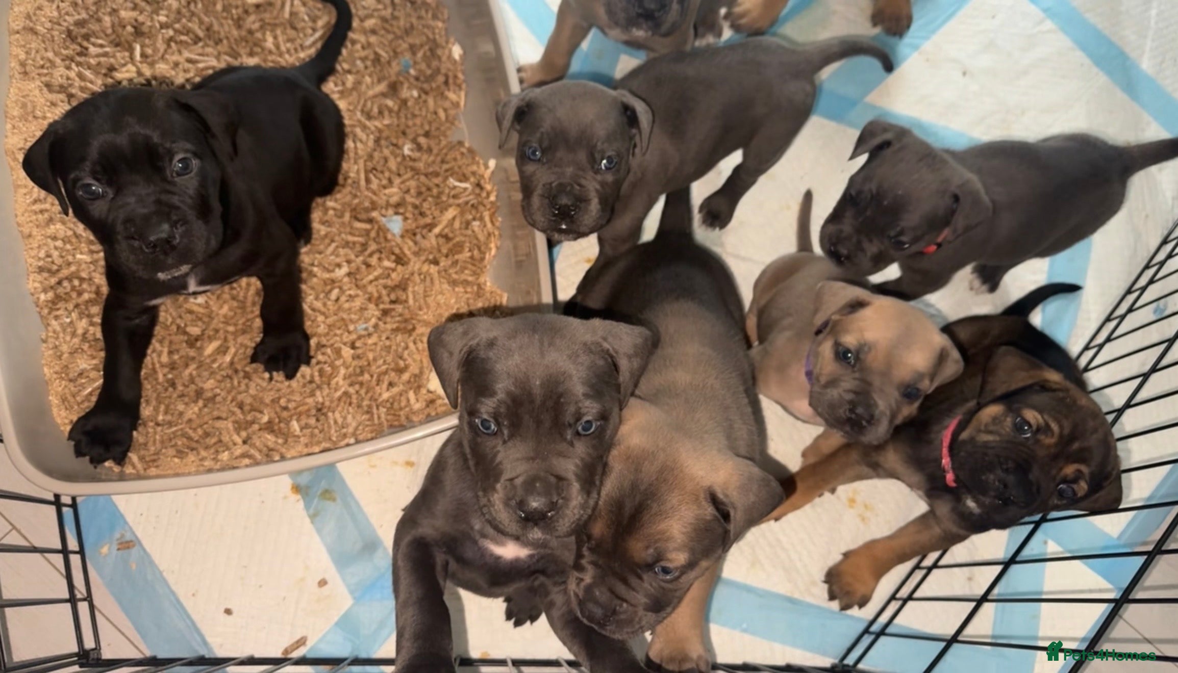 Cane Corso dogs ICF/ICCF Champion 6th GENERATION Cane Corso pups - Advert 3