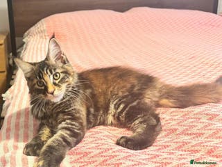 Maine Coon cats Maine Coon kittens. TICA Active. - Advert 11