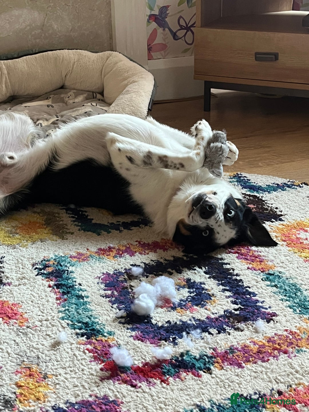 Border Collie dogs for sale: Gorgeous but anxious 4yr old border collie boy - Advert 2