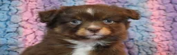 Miniature American Shepherd dogs for sale: Sport/show prospect, RKC Registered, Health Tested - Advert 4