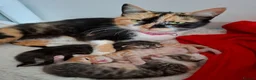 Mixed Breed cats for sale: 2 female kittens  - Advert 8