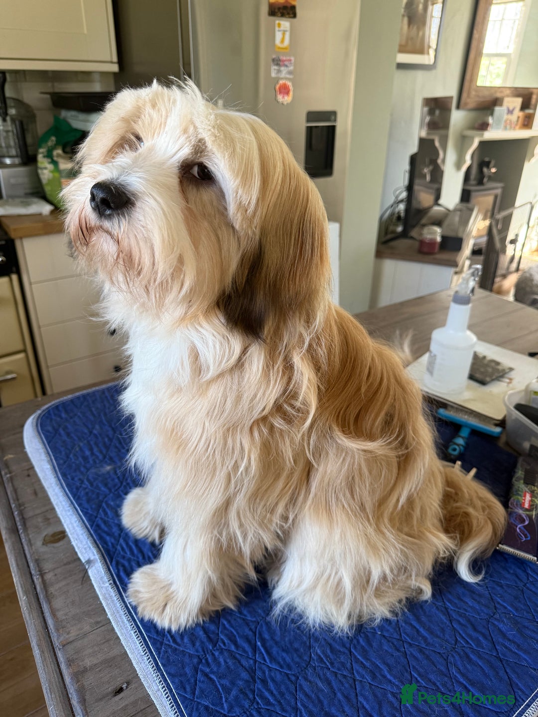 Tibetan Terrier dogs for sale: Gold Sable & White Tibetan Terrier Girl - Image 10