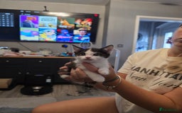 British Shorthair cats for sale: BSH cross 2 female 1 male. - Image 4