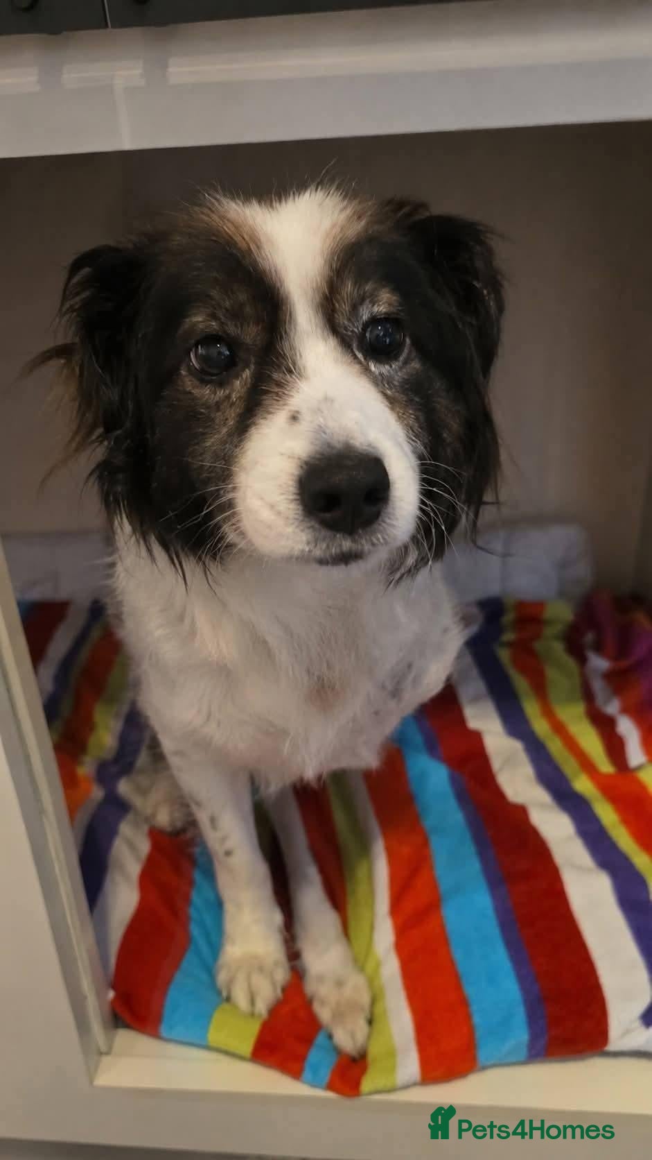 Mixed Breed dogs Meet Cassius, currently residing in Sussex - Advert 14