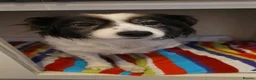 Mixed Breed dogs for adoption: Meet Cassius, currently residing in Sussex in Worthing - Advert 1