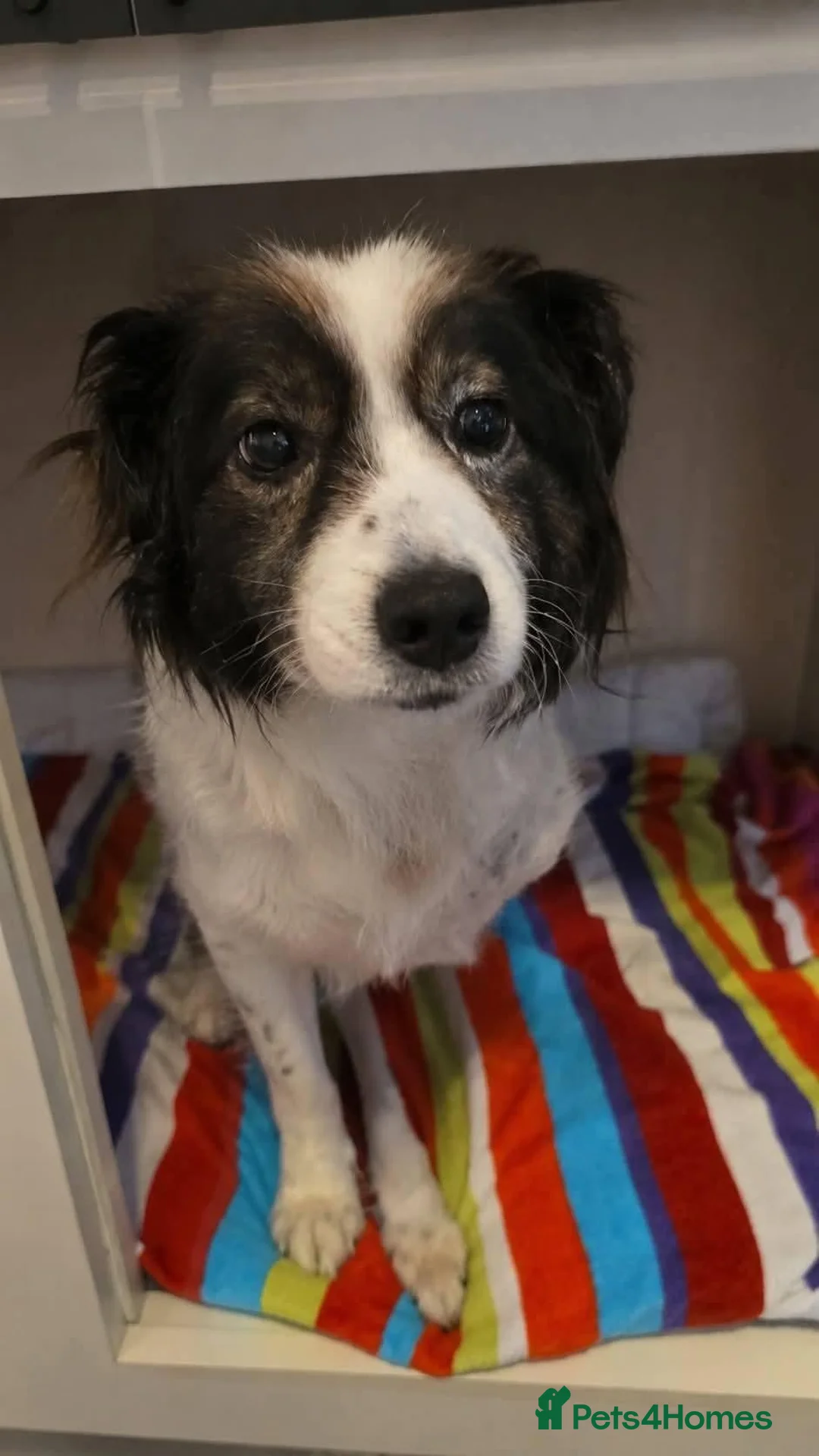 Mixed Breed dogs for adoption: Meet Cassius, currently residing in Sussex in Worthing - Advert 1