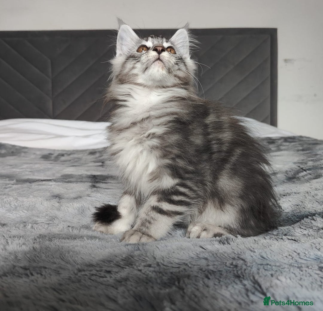 Maine Coon cats for sale: European Maine coon Kittens - Image 7