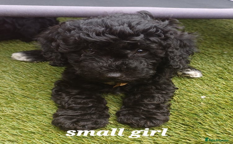 Cavapoo dogs - Advert 5