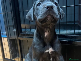 Great Dane dogs Great Dane pups, LAST ONE, our own 4th Generation - Advert 6