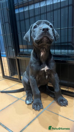 Great Dane dogs - Advert 14