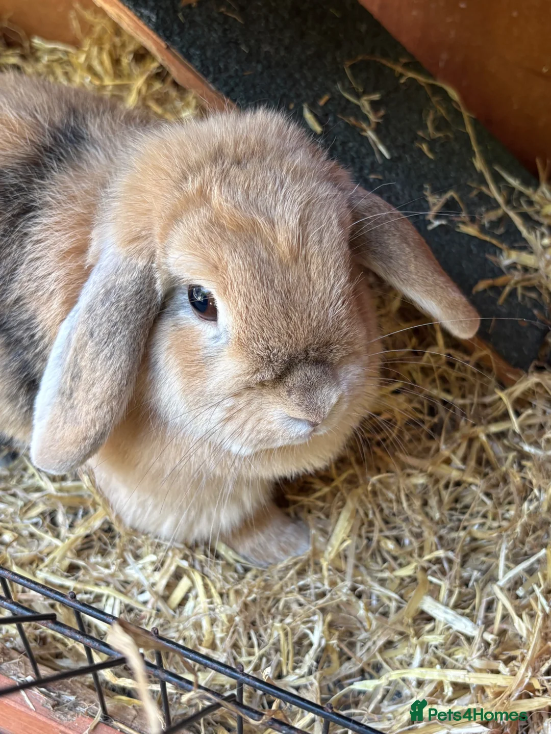 Mini Lop rabbits for sale: Mini lop rabbit  - Advert 1