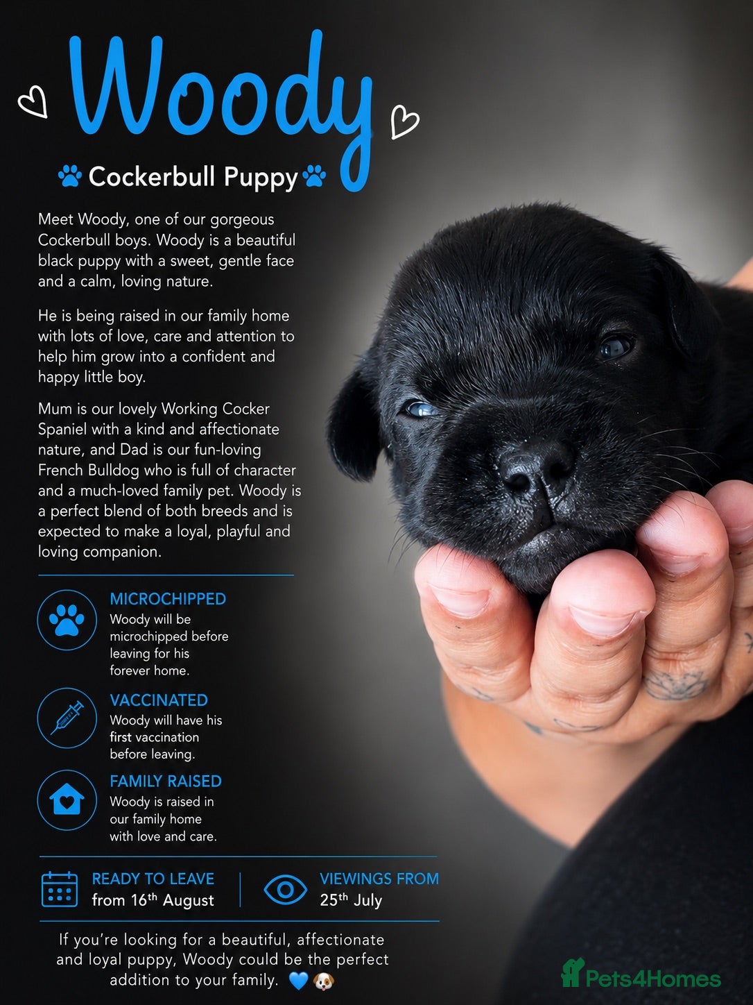 Mixed Breed dogs Cockerbulls - Advert 19