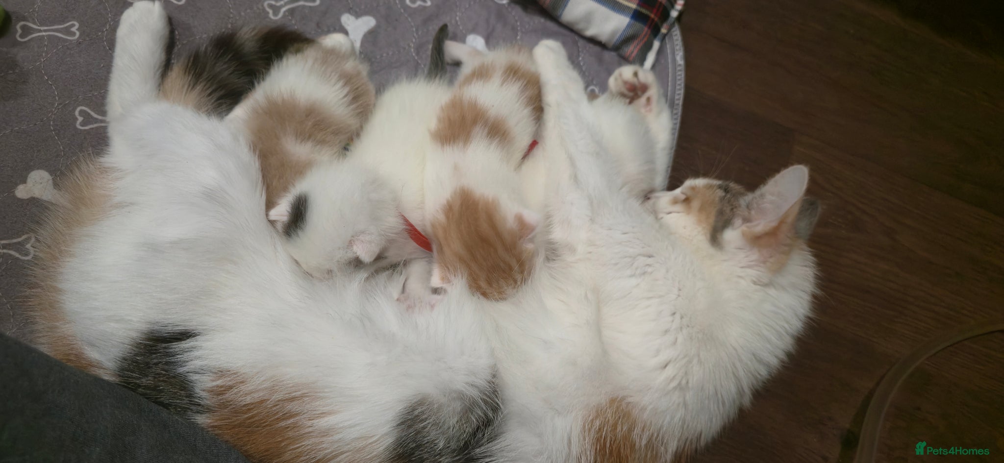 Mixed Breed cats Kittens have landed! - Advert 8