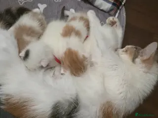 Mixed Breed cats Kittens have landed! - Advert 8