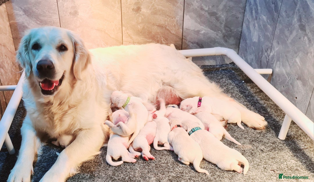 Golden Retriever dogs for sale: Beautiful KC registered golden retriever puppies  - Advert 1
