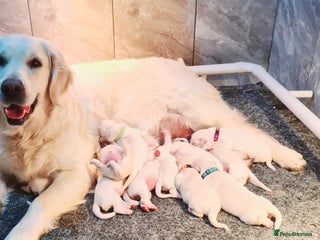 Golden Retriever dogs Beautiful KC registered golden retriever puppies - Advert 1