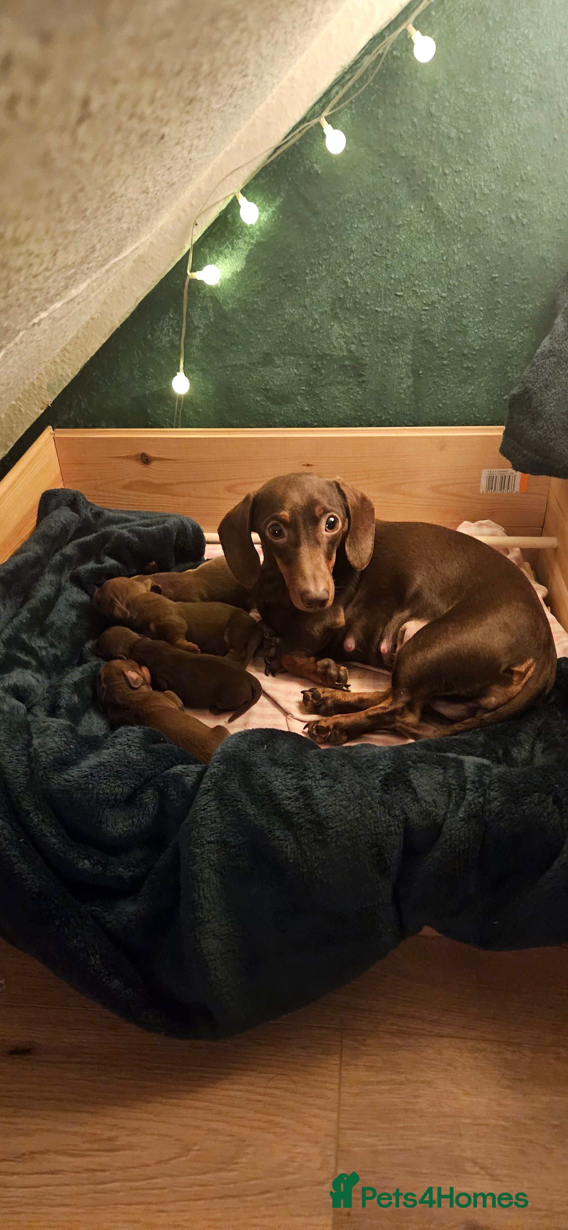 Miniature Dachshund dogs 4 miniature dachshund puppies for sale - Advert 2