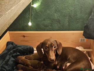 Miniature Dachshund dogs 4 miniature dachshund puppies for sale - Advert 2