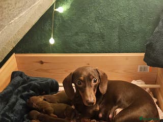 Miniature Dachshund dogs 4 miniature dachshund puppies for sale - Advert 12