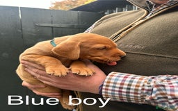 Labrador Retriever dogs for sale: Yellow/red Labrador puppies  - Image 16