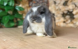 French Lop rabbits for sale: French lop babies - Image 7