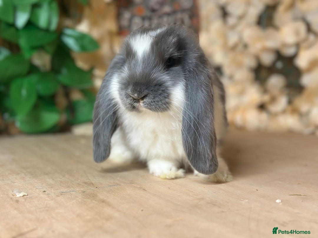 French Lop rabbits for sale: French lop babies - Image 7