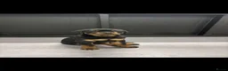Rottweiler dogs for stud: 🔥 STUD AVAILABLE – BRUNO 🔥 - Advert 7