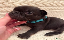 French Bulldog dogs for sale: 5 KC registered French Bulldogs🐾 - Image 14
