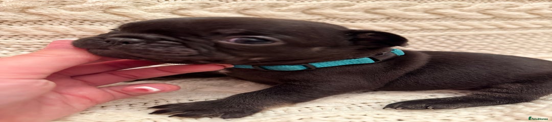 French Bulldog Puppy 5