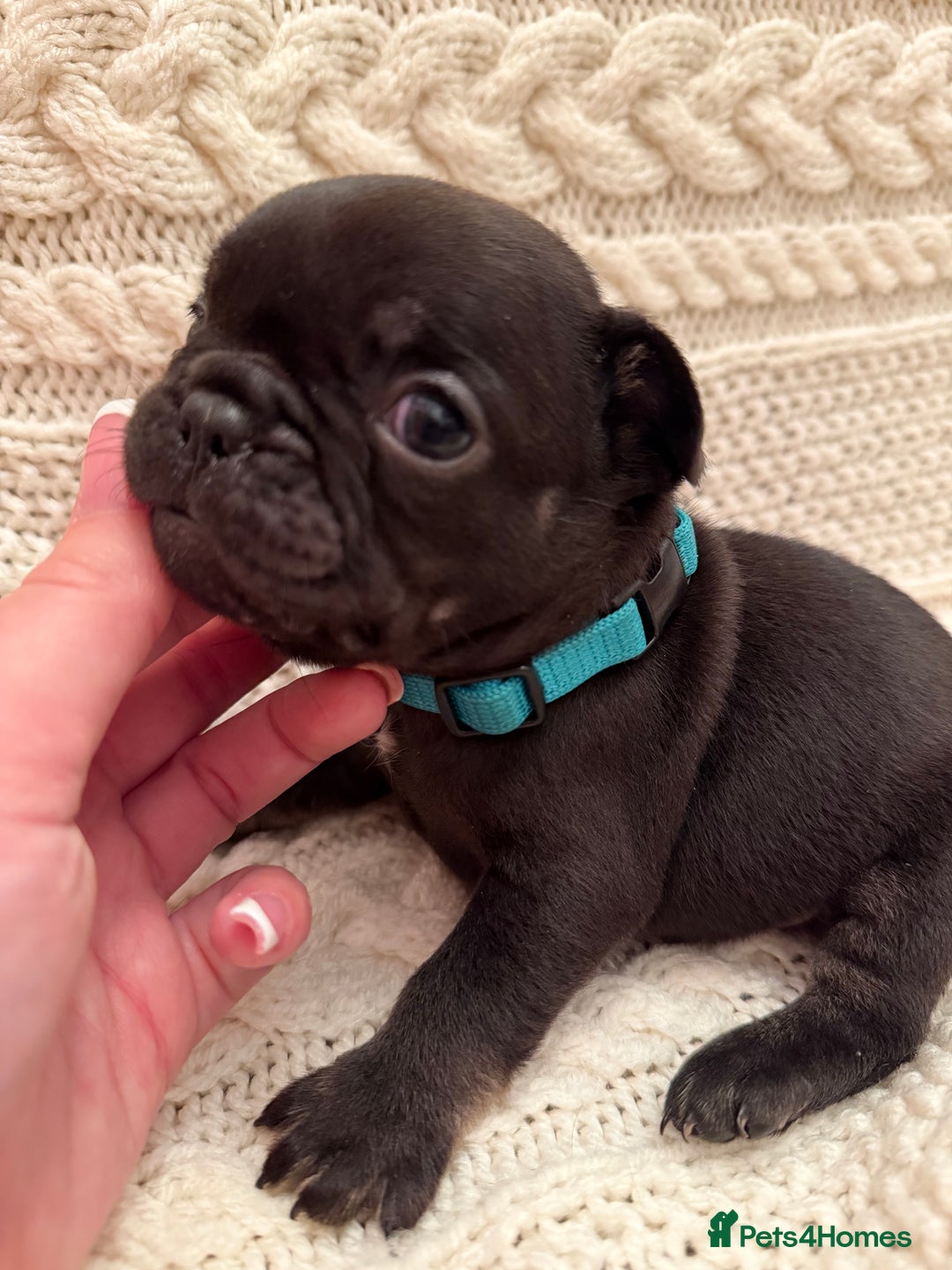 French Bulldog dogs for sale: 5 KC registered French Bulldogs🐾 - Image 14