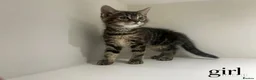 Mixed Breed cats for sale: Kittens in Brighton - Advert 6