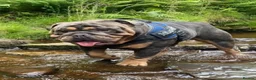 English Bulldog dogs for sale: Exceptional KC Registered English Bulldog Puppies  in Halifax - Advert 11