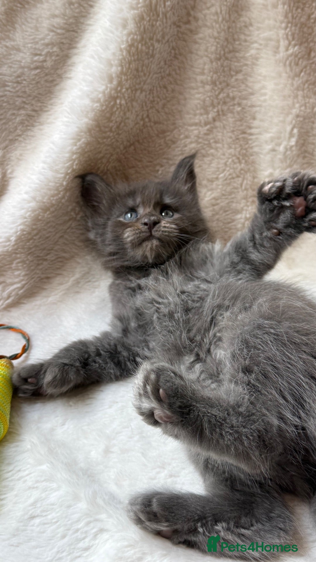 Maine Coon cats Beautiful litter of 7 Maine Coon kittens  - Advert 8
