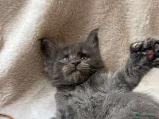 Maine Coon cats Beautiful litter of 7 Maine Coon kittens - Advert 8