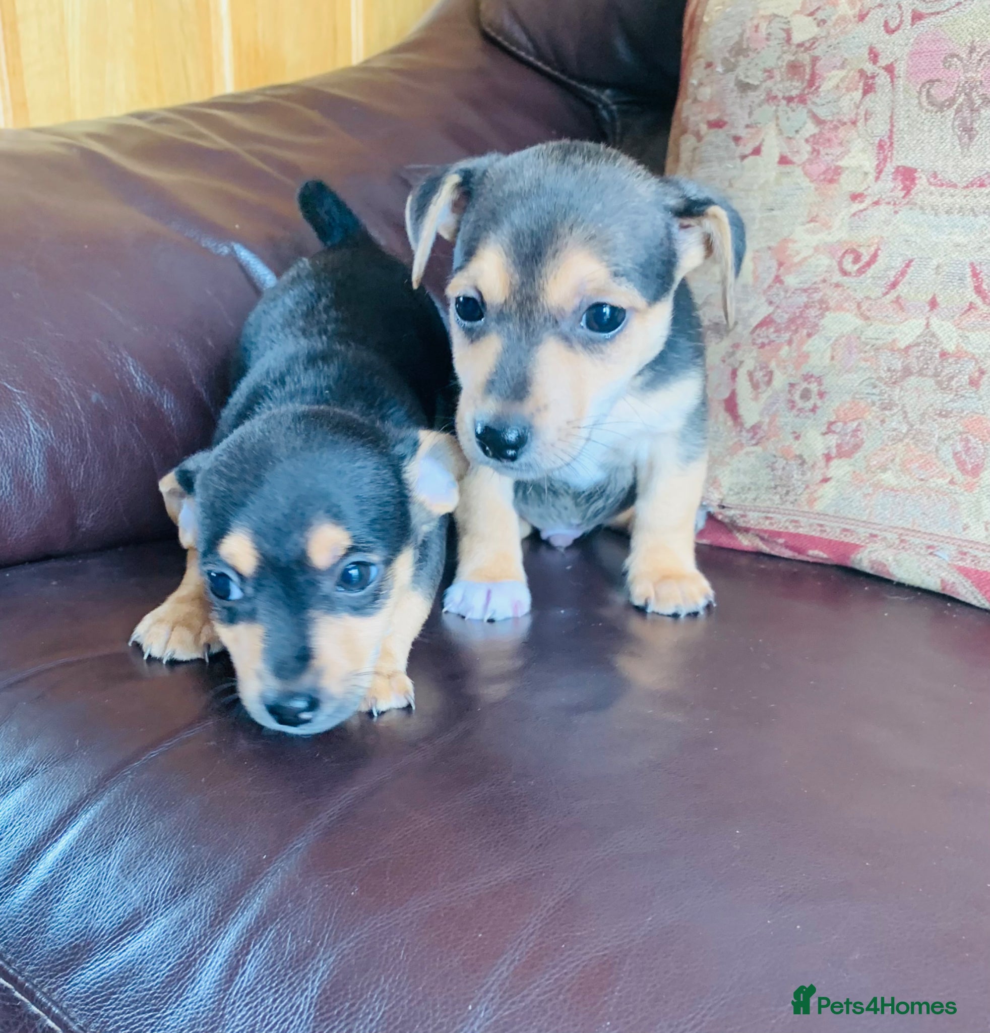 Jack Russell dogs for sale: Fabulous Jack Russell puppies  - Advert 10