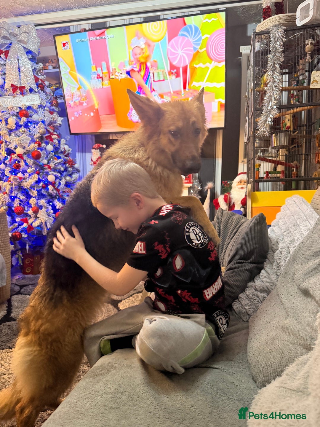 German Shepherd dogs for sale: German shepherd girl  - Advert 2