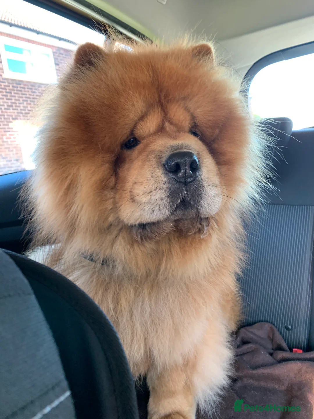 Chow Chow dogs for stud: Mr Baloo Bear - Pedigree Stacked with Champs🏆 in Tipton - Advert 2