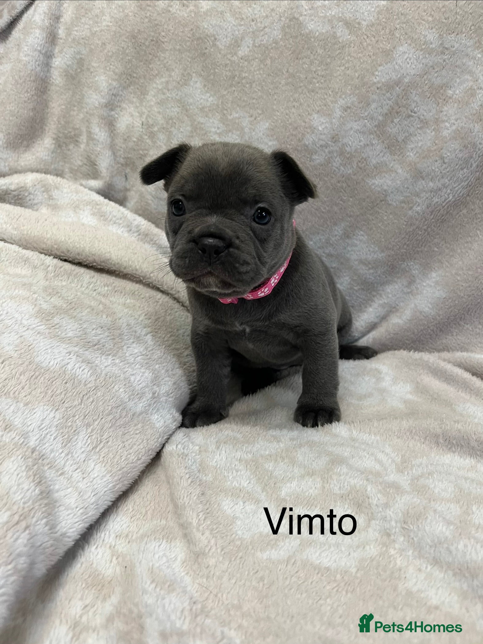 French Bulldog dogs Lovely Frenchies  - Advert 13