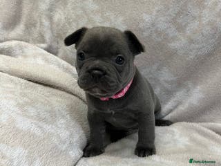 French Bulldog dogs Lovely Frenchies - Advert 13