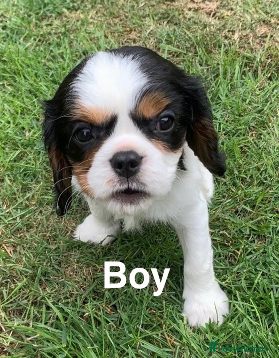 Cavalier King Charles Spaniel dogs for sale: Cavalier king Charls spaniel - Image 5