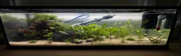 Bettas fish for sale: Betta fish and 2x fish tanks for sale - Advert 3