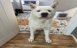 Akita dogs for sale: American akita-Bear - Image 2