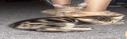 Mixed Breed cats for sale: Cute Kittens For Sale  - Advert 3