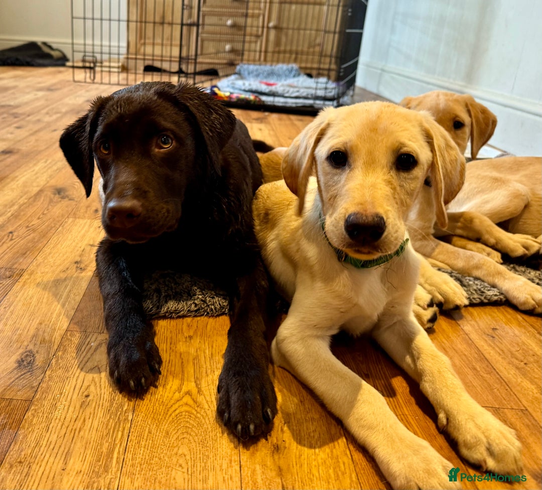 Labrador Retriever dogs for sale: Labrador Retriever (Yellow) - Image 4