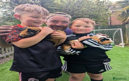 Guinea Pig rodents for sale: 2 x Male Guinea pigs. - Image 3