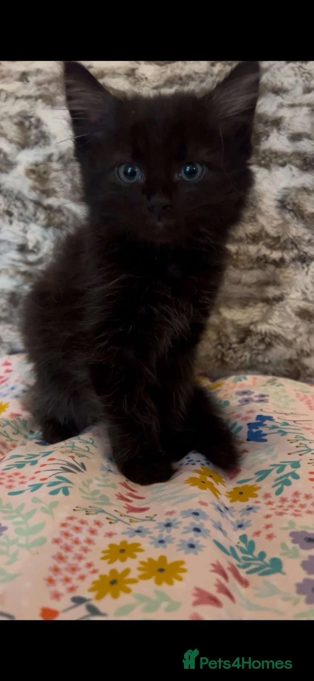 Mixed Breed cats for adoption: Fluffy black male rescue kitten needs a home - Advert 5