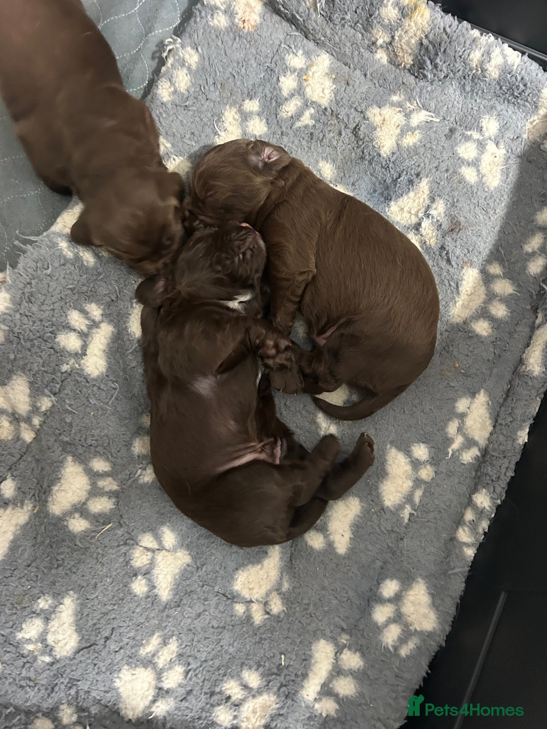Sprocker dogs for sale: 1 chocolate boy sproker 10 weeks  - Image 13