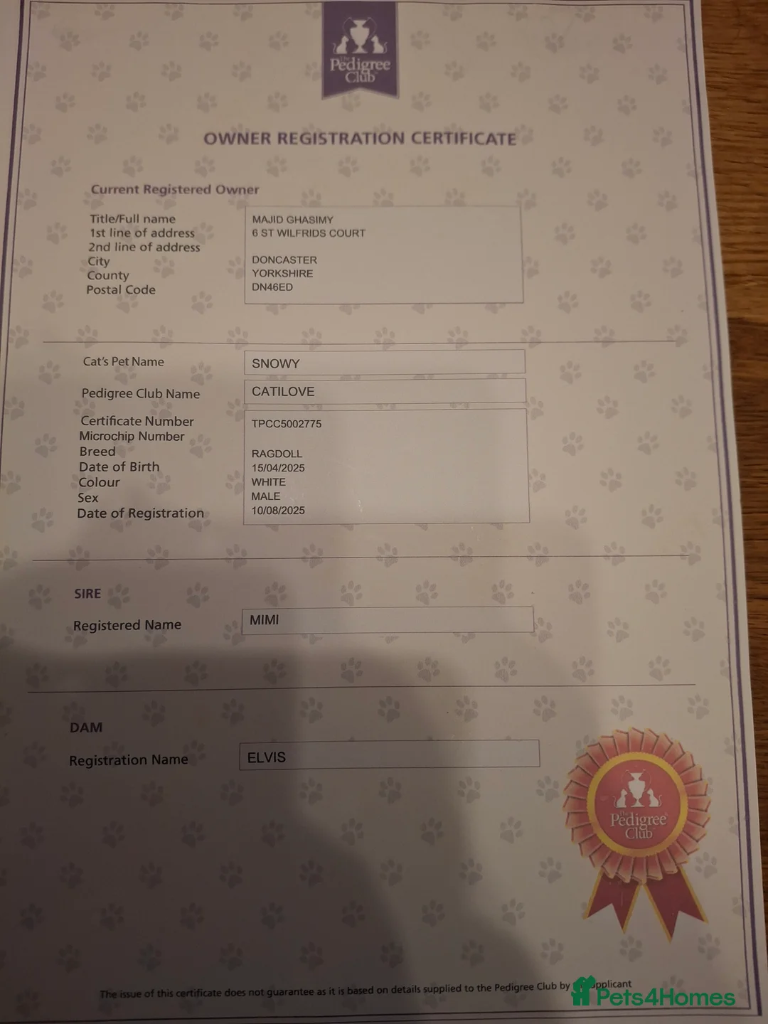 Ragdoll cats for sale: Ragoll in Doncaster - Advert 2